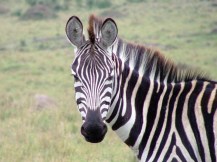 zebra-1472159-640x480