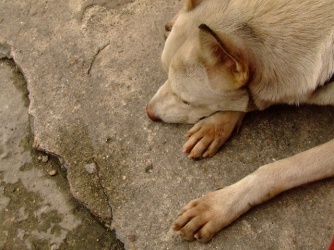 lonely-dog-1391902-640x480